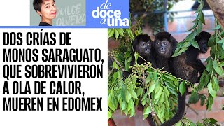 DeDoceAUna ¬ Monos saraguato fueron trasladados a Edomex a falta de condicones en Tabasco Semarnat [upl. by Airetal]