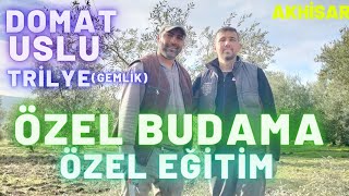 Zeytin Ağacı BudamaDomat Zeytini BudamaUslu Zeytin Ağacı BudamaGemlikTrilye Ağacı Budama [upl. by Bolger]