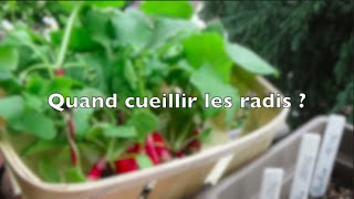 ✿ Quand récolter les radis en pot [upl. by Coop]