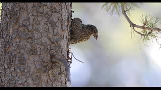 Cassia Crossbill  Diamondfield Jack Campground [upl. by Valeta]