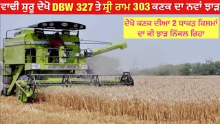 DBW 327 and shri ram 303 wheat yield 2024 [upl. by Limaa]