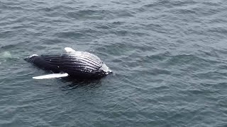 Bloated humpback whale carcass floating off the Oregon Coast [upl. by Stark]