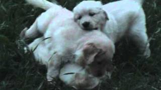 Cuccioli Golden Retriever Funny [upl. by Dnarb]