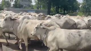 BOVINE BREEDING FARM ON GAOLAO NATIVE BREED POHARA AMARAVATI MAHARASHTRA [upl. by Ruprecht]