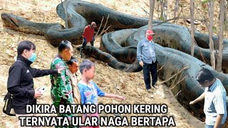 Geger  Dikira Batang Pohon Kering Ternyata Ular Naga Bertapa [upl. by Larrie964]