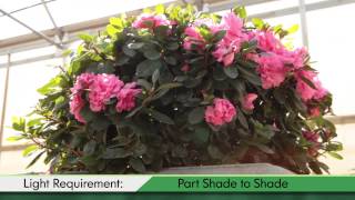 Proven Winners® Gardener Channel Proven Winners® BloomAThon® Pink Double Rhododendron [upl. by Natsyrk9]