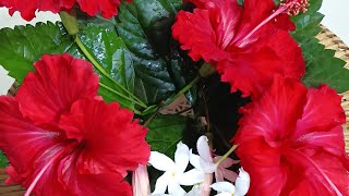 You tube video gardeninghibiscus flowers health benefits of hibiscus [upl. by Letsyrk916]