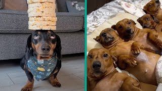 The Funniest Dachshund Moments 2023  A Hilarious Compilation for Sausage Dog Lovers FurryTails [upl. by Cressler921]