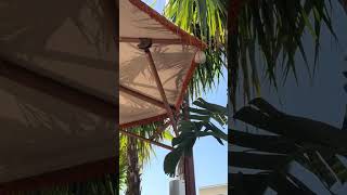 Is this Miamis best hotel Come visit Mayfair House Hotel and Garden [upl. by Wren]