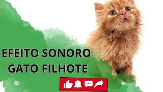 EFEITO SONORO GATO FILHOTE [upl. by Iey]