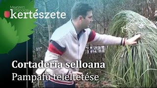 Cortaderia selloana  Pampafű teleltetésetéli gondozása [upl. by Mahan]