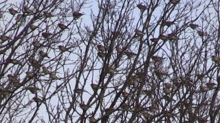 OISEAUX Sauvages  Fringilidés  Groupe en Hiver  BRUITX [upl. by Amada]