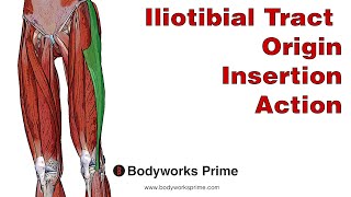 Iliotibial Tract ITB Anatomy Origin Insertion amp Action [upl. by Pavior]