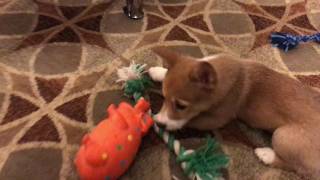 Welsh Corgi puppy barking at toy [upl. by Biagio770]