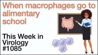 TWiV 1085 When macrophages go to alimentary school [upl. by Dlorej]