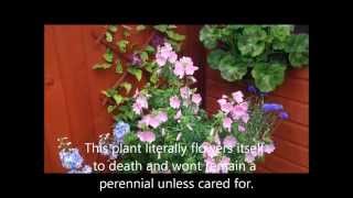 Malva Rosea Moschata in flower care and help [upl. by Williams]