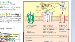 Pharmacology 413 j AntiEpileptics Carbamazepine MOA [upl. by Vernon872]