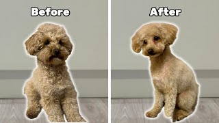 My Dogs Incredible Transformation After Groom [upl. by Grantham]