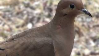 Mourning Dove  HD MiniDocumentary [upl. by Yatnod]