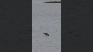 Longbilled Curlew pokes around in pond [upl. by Teodoro]