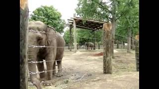 Buttonwood Park Zoos New Asian elephant habitat for Ruth amp Emily [upl. by Bremen382]