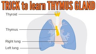 Trick to learn Thymus gland location hormones and functions [upl. by Gregrory]