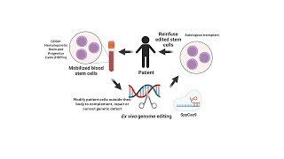 What is a stem cell harvest how do they collect stem cells [upl. by Cini327]