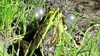 Croaking Green Frog in Bucha Kyiv oblast Powerd by CANON PowerShot SX210 IS [upl. by Citron]