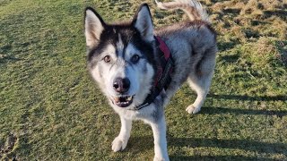 Old Husky Puts All His Energy Into It So Heartwarming [upl. by Ahsekan]