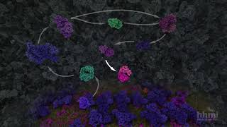 Glycolysis  HHMI BioInteractive Video [upl. by Nataline]