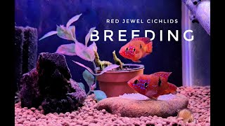 Red Jewel Cichlid Short Body Breeding [upl. by Orsay560]