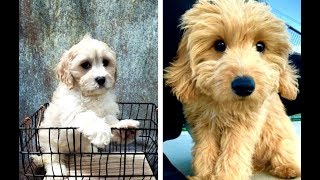 Cavachon vs Cavapoo Puppies and Full Grown Dogs  Similarities and Differences [upl. by Cohby]