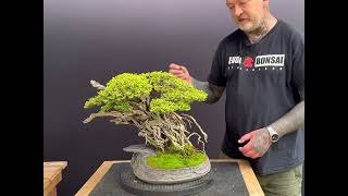 LoniceraHoneysuckle Bonsai [upl. by Friedberg]