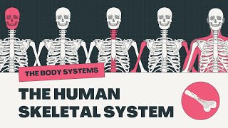 The Human Skeletal System Explained  Functions Bones and Structure [upl. by Jed]