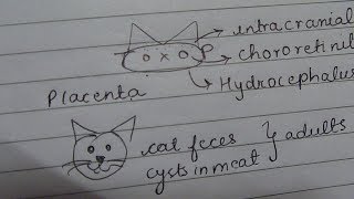 Toxoplasma gondii mnemonic [upl. by Adnohsal]