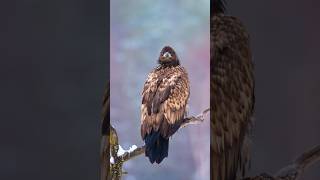 Whitetailed Eagle [upl. by Yecam]