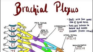 brachial plexus brachialplexus brachialplexusinjury diseases treatment [upl. by Verner828]