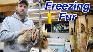 How To Freeze Fur Fur Handling Tips [upl. by Ailimac]