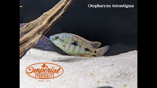 Otopharynx tetrastigma Sand Diving Escape [upl. by Isabeau]