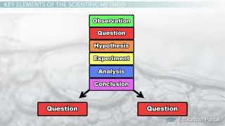 The Scientific Method Steps Terms and Examples [upl. by Windsor724]