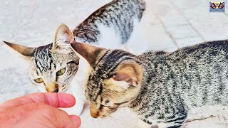 Two Cute Kittens Who Are Fidgety and Impatient with Hunger Dont Miss the Food Joy 😻🍽️ streetcats [upl. by Cinom762]