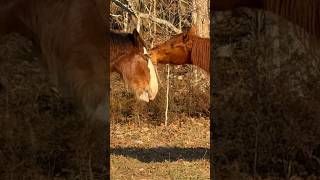 Horse Kisses🥰 shorts adorable horses love cute equine [upl. by Idell229]