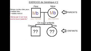 Exercices de génétique  Couleur des yeux  SVT [upl. by Lrat]