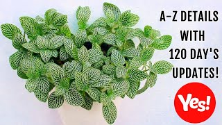 FITTONIA Plant CARE 101  BEST Soil Mix Fertilizer Light amp Water Requirements amp Propagation [upl. by Eak748]