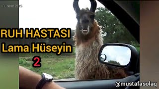 GAVAT LAMA HÜSEYİN 2 Antep Dublaj [upl. by Waxman331]