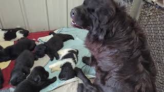 Newfoundlands of Umfleet Farms [upl. by Jens]