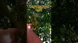 উড়ে আসা তুতা পাখি  red breasted parrot flying [upl. by Gavrila107]