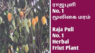 ராஜபுளி No1 மூலிகை மரம்  Raja Puli No1Herbal Friut Plants  Garcinia indica  Indian Gamboge [upl. by Okiek849]