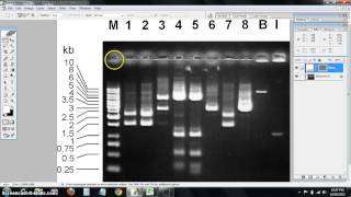 dna ladder standard curve [upl. by Minnaminnie]