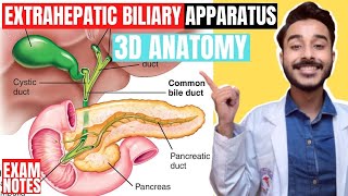 extrahepatic biliary apparatus anatomy 3d  anatomy of extra hepatic biliary apparatus anatomy [upl. by Claudetta]